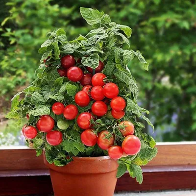 Как вырастить помидоры на балконе | tochka.by