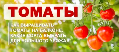Выращиваем томаты на балконе - ПокупкиСамара