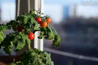 Выращивание томатов на подоконнике. Помидоры на окне. Уход, выращивание.  Фото — Ботаничка