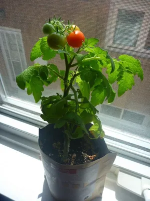 Как вырастить помидоры на подоконнике зимой