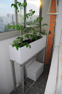 Выращивание томатов на подоконнике. Помидоры на окне. Уход, выращивание.  Фото — Ботаничка