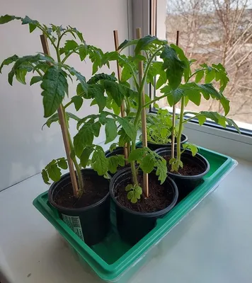 Мурманчанка вырастила помидоры на подоконнике | Телекомпания ТВ21