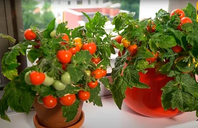Помидоры когда сажать на рассаду в 2022, чем подкормить рассаду помидор,  какой сорт помидор урожайный, в какой грунт сажать помидоры, томаты лучшие  сорта на 2022 год - 16 марта 2022 - v1.ru