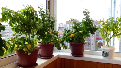 Аромат лета: выращиваем помидоры на подоконнике