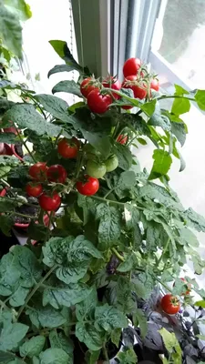 🍅Как вырастить помидоры и огурцы на подоконнике. Горшки и грунт для  огорода на подоконнике