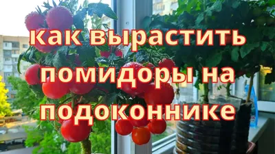 Пошаговое руководство, как вырастить помидоры на балконе