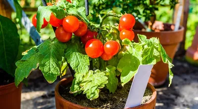 Помидоры черри (томаты) - «Выращиваю на подоконнике без усилий и труда,  растут сами 🍅 Выросли до потолка! Вкусно и интересно 🍅» | отзывы