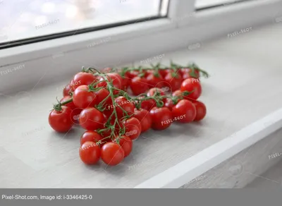 Как вырастить помидоры на подоконнике - YouTube
