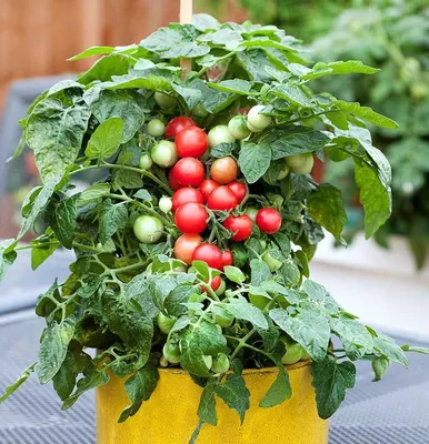 В Стругах Красных жительница выращивает помидоры на подоконнике