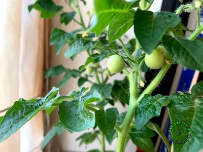 Хозтоварищ - Выращиваем помидоры на подоконнике🍅 Для выращивания на  подоконнике подойдут далеко не все сорта помидор. Это, в первую очередь,  высокорослые сорта. Для данной цели, лучше всего выбрать карликовые томаты,  такие, как: