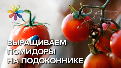 Что такое детерминантные и индетерминантные сорта помидоров: когда сажать  помидоры на рассаду, лучшие и урожайные сорта томатов - 2 апреля 2023 -  ngs70.ru