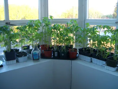 Как вырастить помидоры на подоконнике | Огород на подоконнике | Дзен