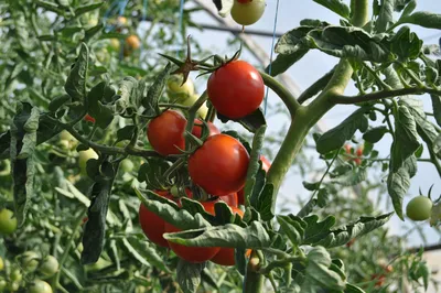рассада томатов на подоконнике