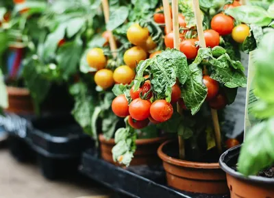Колымский огород: как вырастить томаты на подоконнике | Магаданская Правда