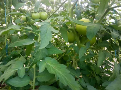 Пошаговая инструкция для начинающих: как вырастить рассаду томатов —  Интернет-канал «TV Губерния»