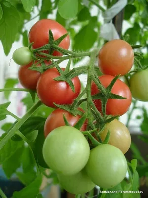 Когда сажать помидоры на рассаду в феврале 2022 года - Кировская правда,  газета региона