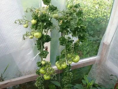 Томат Палка: характеристика и описание сорта | Овощные грядки,  Огородничество, Выращивание томатов