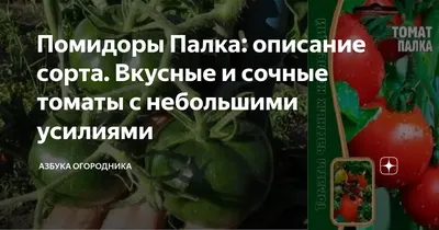 Томат-Палка Колоновидные | mir-tomatov