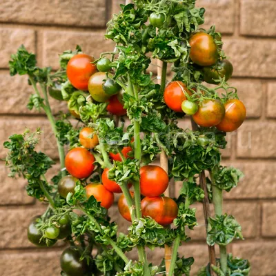 Арбузятня - Stick -Tomato/Curly Tomato (Томат-Палка, Кудряволистный помидор)  (сорт, США)