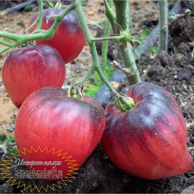 сорт томатов \"палка\" | Гидропонное садоводство, Огородничество, Маленькие  огороды