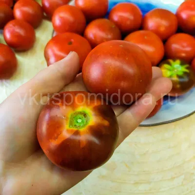 Балконные томаты: особенности выращивания