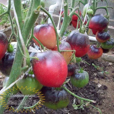 Купить семена Томат Палка (Частные коллекции) 8 шт в интернет-магазине  недорого с доставкой - Интернет-магазин «СЕМЕНА ТУТ»