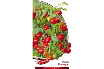 Семена Томат \"Пиноккио\", 20 штук купить по цене 44 ₽ в интернет-магазине  KazanExpress