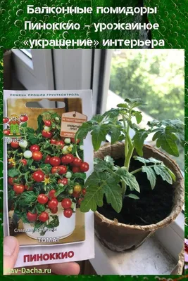 балконные помидоры пиноккио | Выращивание томатов, Выращивание помидоров,  Помидоры