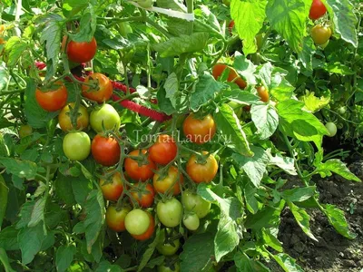 Семена томат АгроСидсТрейд Пиноккио T03064-AGS 1 уп. - отзывы покупателей  на Мегамаркет