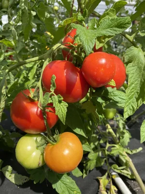 Помидор Пиноккио: описание и характеристика сорта, особенности выращивания,  ухода за томатами, отзывы, фото