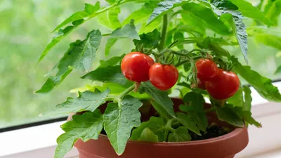 Балконные помидоры Пиноккио – урожайное «украшение» интерьера