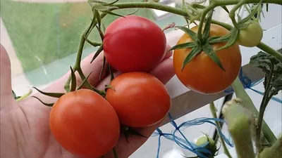 Как вырастить помидоры Черри в горшке?