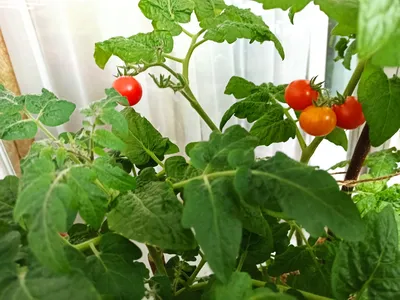 Отзыв о Семена томата Поиск \"Пиноккио\" | Пиноккио на балконе и в теплице -  2 разных помидора