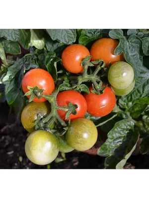 Сладкие, душистые, урожайность высокая: этот уникальный сорт томатов  отлично растет и на подоконнике