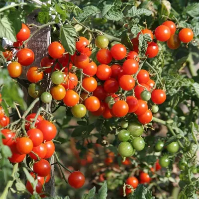 Выращивание помидор в пластиковых бутылках - Agro-Market