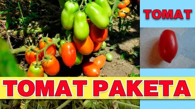 Томат Ракета 0,3 г Удачные семена купить недорого в интернет-магазине  товаров для сада Бауцентр