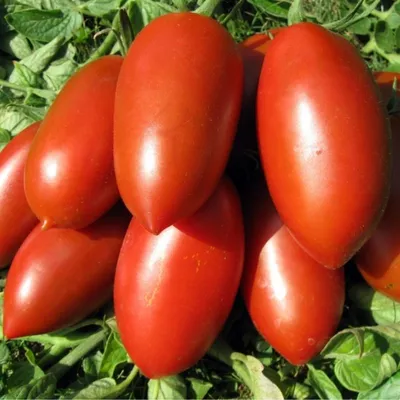 Томаты томат ракета - купить по выгодным ценам в интернет-магазине OZON  (524035196)