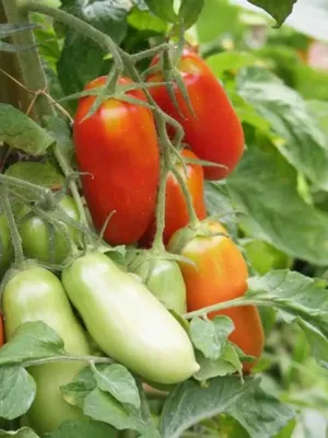 Семена томата Круна (Бомба -Ракета), купить за 15.00 грн. :: Rastim