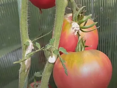 Помидоры Розовый фламинго: описание сорта. Очень урожайный томат для ваших  грядок | Азбука огородника | Дзен