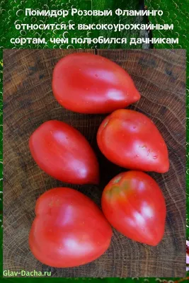 Семена помидоров Томат Розовый фламинго 0.2 г (Семена Украины)  (4820069495236) – отзывы покупателей | ROZETKA