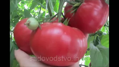 Семена Томат розовый «Де Барао» по цене 25 ₽/шт. купить в Новосибирске в  интернет-магазине Леруа Мерлен
