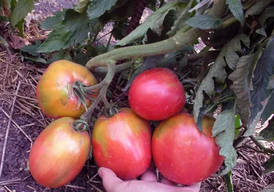 Урожайные помидоры для теплиц и открытого грунта 2022 года – Топ-10 | Сад,  огород по-новому | Дзен