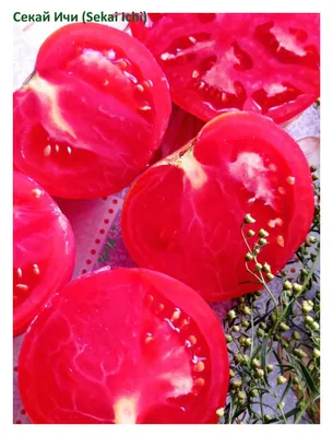Когда сеять рассаду тепличных и уличных томатов – ответил агроном |  tochka.by