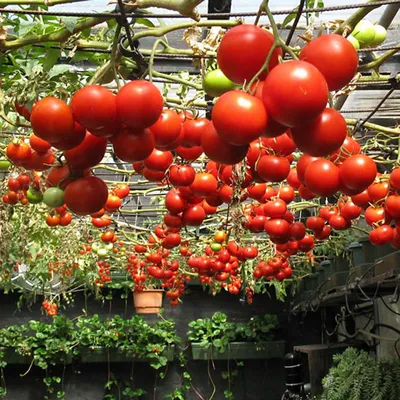 Купить семена томат Спрут F1® в интернет-магазине недорого с доставкой -  Интернет-магазин «СЕМЕНА ТУТ»