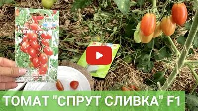 Томат Спрут ® F1 (Томатное или Помидорное дерево), 0,03 г, купить в  интернет магазине Seedspost.ru