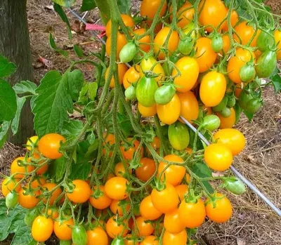 Голландские семена томатов «Биг Биф F1»