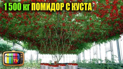 Томат Спрут ® F1 (Томатное или Помидорное дерево), 0,03 г, купить в  интернет магазине Seedspost.ru