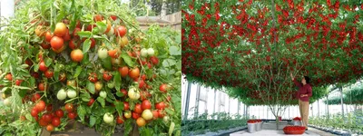 Спрут – помидорное дерево с богатым урожаем