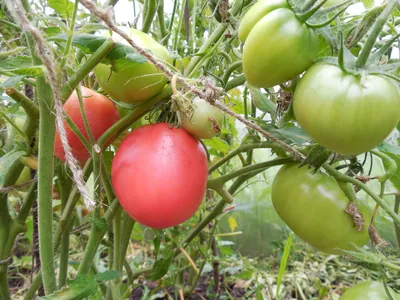 Семена овощей томат Титан розовый по цене 22 ₽/шт. купить в Кирове в  интернет-магазине Леруа Мерлен