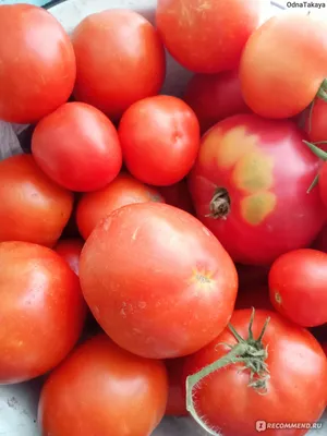 Титан - Т — сорта томатов - tomat-pomidor.com - отзывы на форуме | каталог